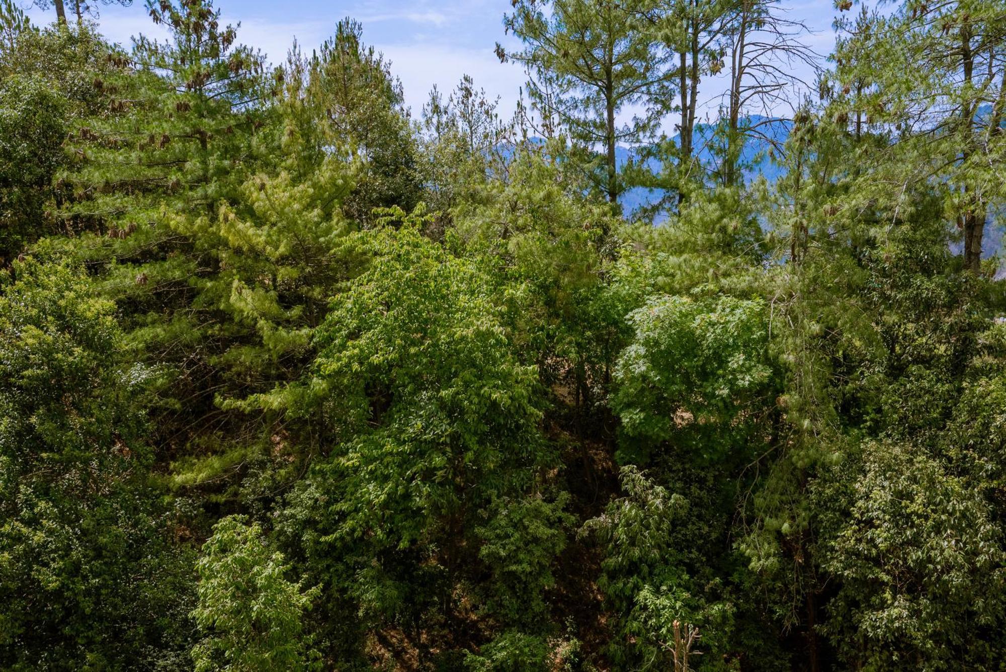 The Manor Luxury Apartments, Shimla Mashobra Bagian luar foto